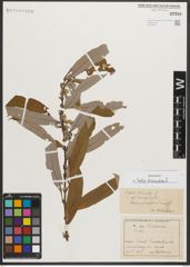 Foto von Salix triandra L.